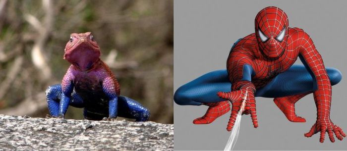 spider-man-lizard-agama-mwanzae_14.jpg