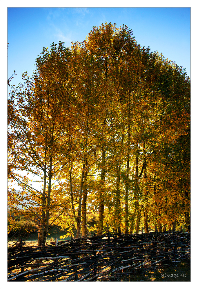 20091116_b91b326a73120368ef2bJgxIXMjVsINc.jpg