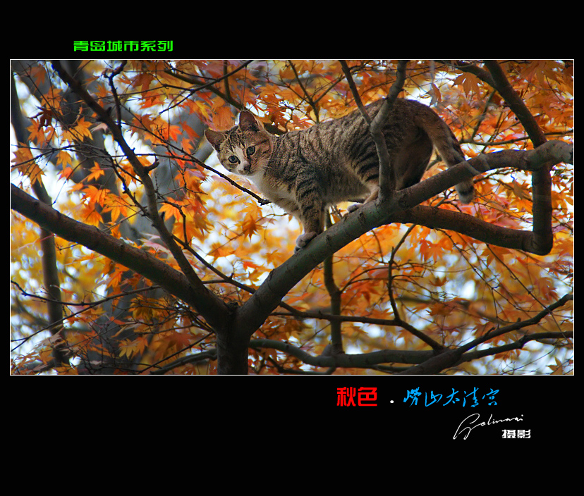 09120606185ffffeaceb4773b7.jpg