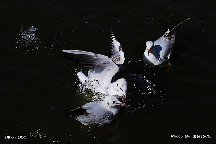 20091201152.jpg