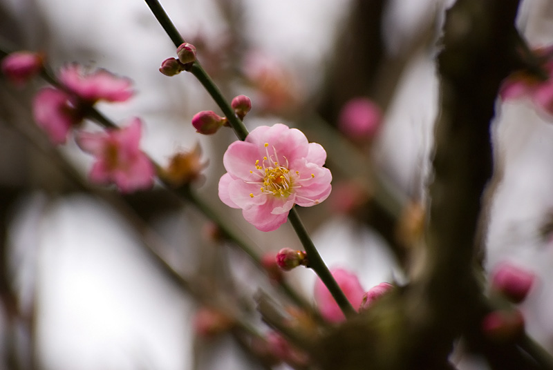 20100205_02ec2fcabc6d7d08cf09U15Jy1D4Maz7.jpg