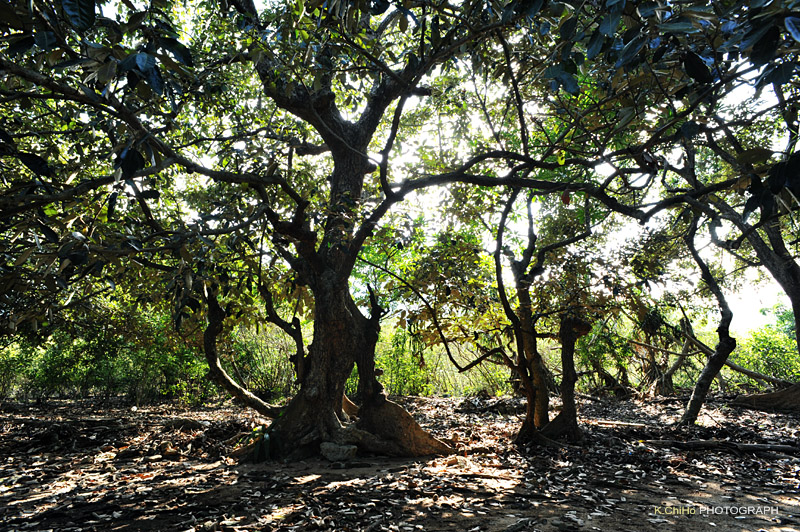 DSC_8816a.jpg