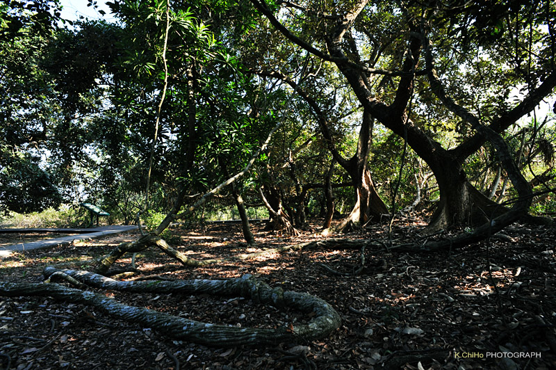 DSC_8819a.jpg