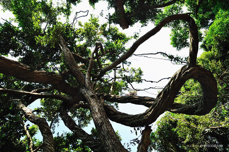 DSC_8826a.jpg
