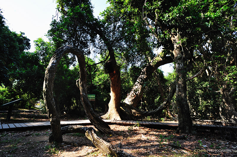 DSC_8838a.jpg