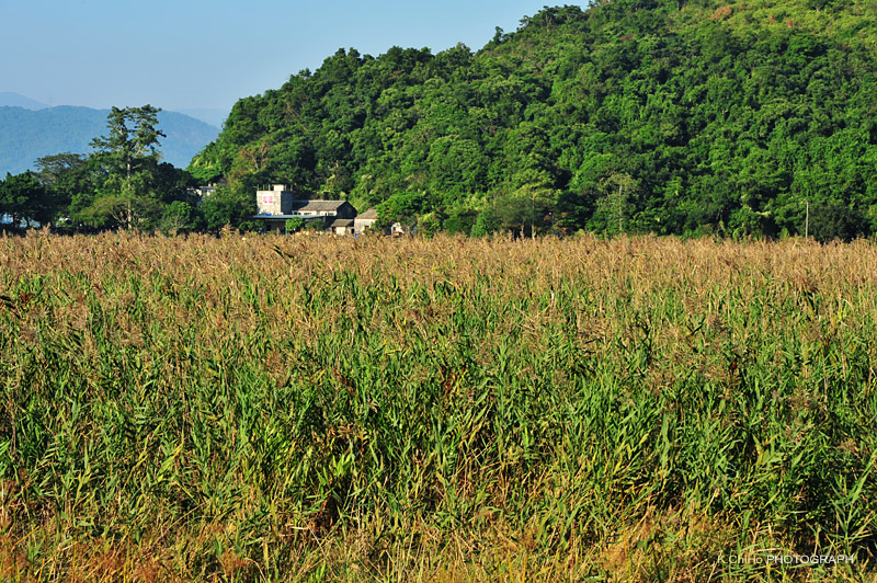 DSC_8901a.jpg