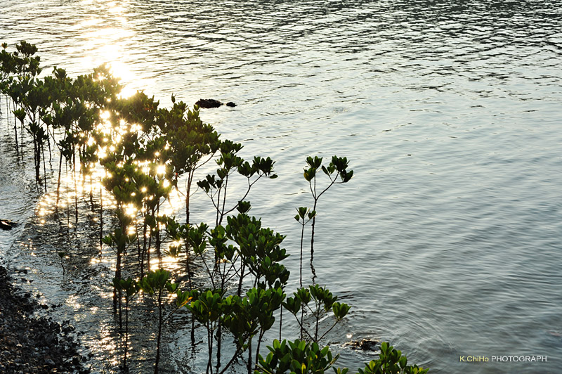 DSC_8940a.jpg