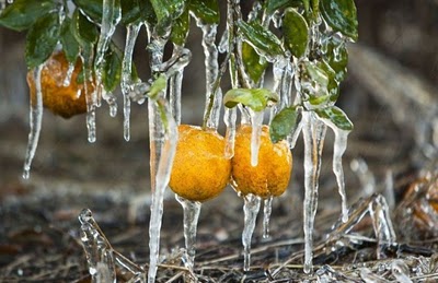frost_in_florida_02.jpg