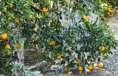 frost_in_florida_03.jpg