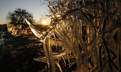 frost_in_florida_04.jpg