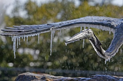 frost_in_florida_06.jpg