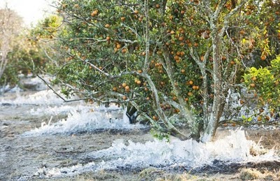 frost_in_florida_11.jpg