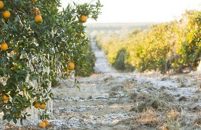 frost_in_florida_16.jpg