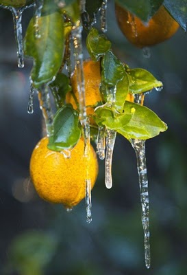 frost_in_florida_24.jpg
