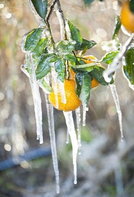 frost_in_florida_26.jpg