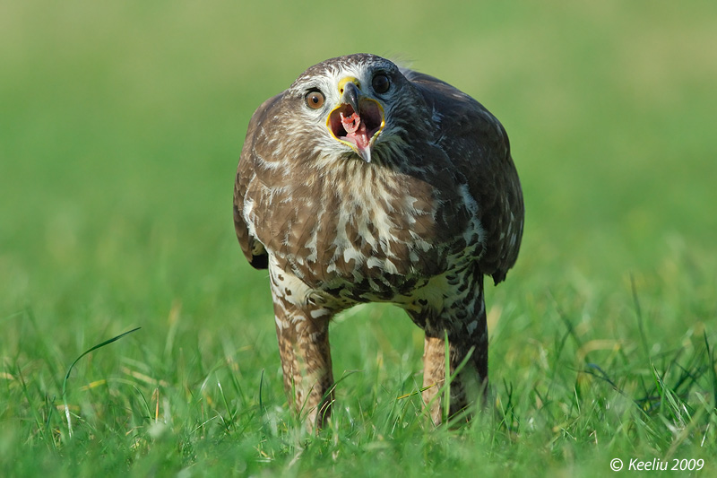 20091020_2c71d2aee8cf527e45f9xBH1IXCC9LYk.jpg