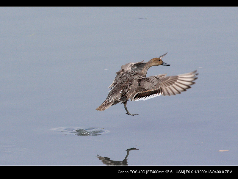 20091108_7f9a7cd5c462bca75fc7xqtxSqDMIxpU.jpg
