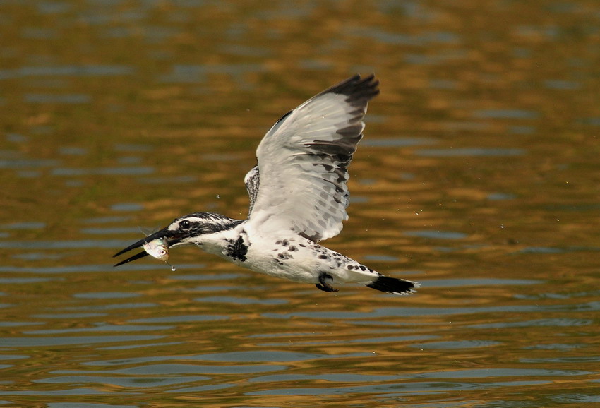 20091203_58142dafa88cfde6cb60sGCFlHB1BXp1.jpg