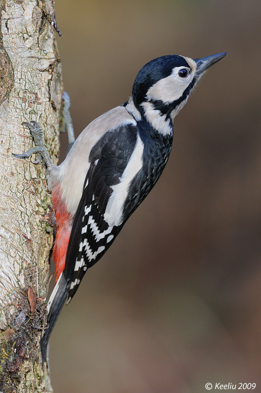 20091204_db5711a72f5c9fee13175JDaLIYMyqjK.jpg