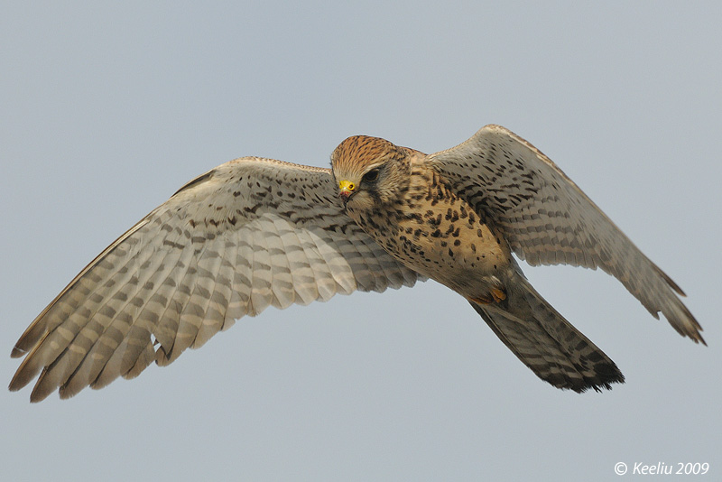 20091228_82695ce80d0ebc0c192e3yZiP6WgTcOX.jpg
