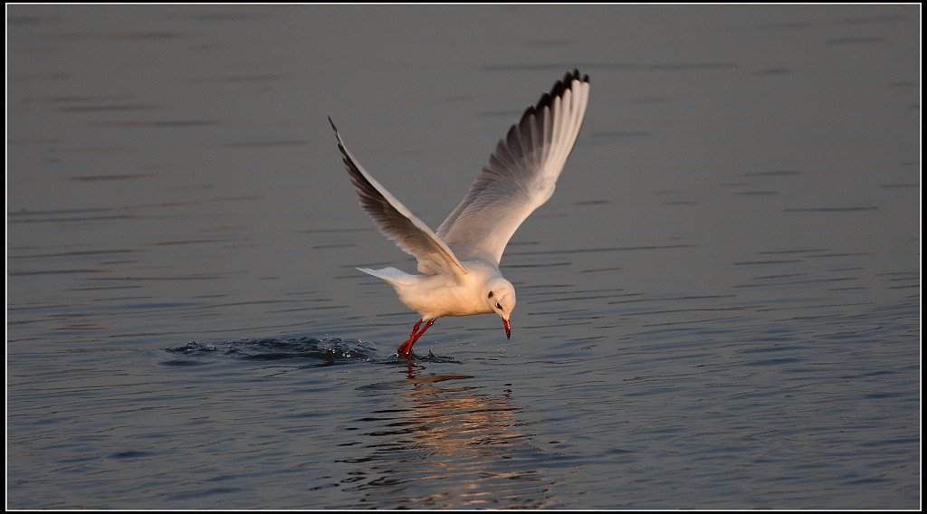 20091229_1f5c328a691ab4399ce45rzYSO9kEbgz.jpg