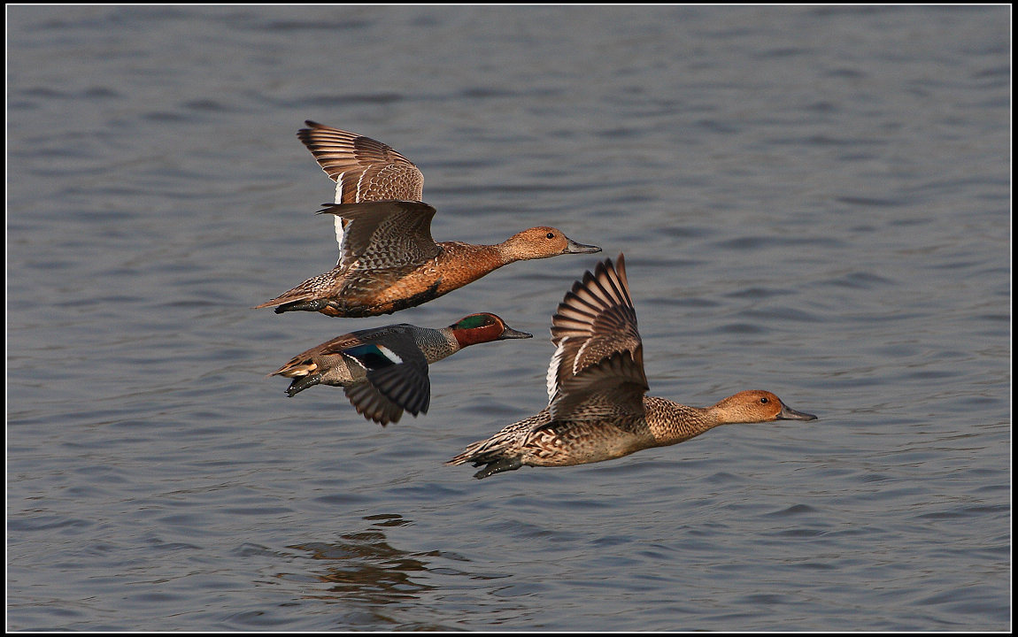 20091229_50eeef4f87f400e3d3b11W9GTjygoJBc.jpg