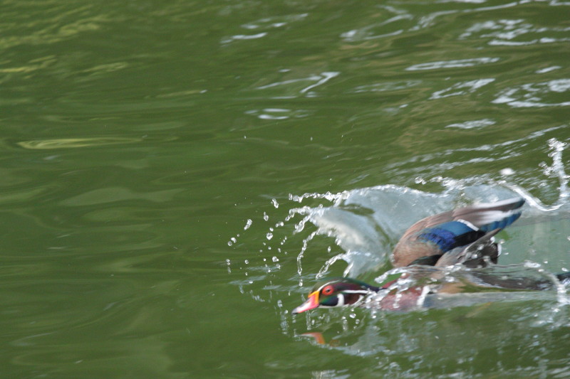 20100113_015a589620c3a9fb8cc6pxkTreg2hhKT.jpg