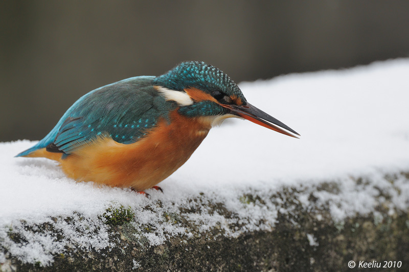 20100113_34dce9371b05bccd5c50mKFLVDPdKKCm.jpg