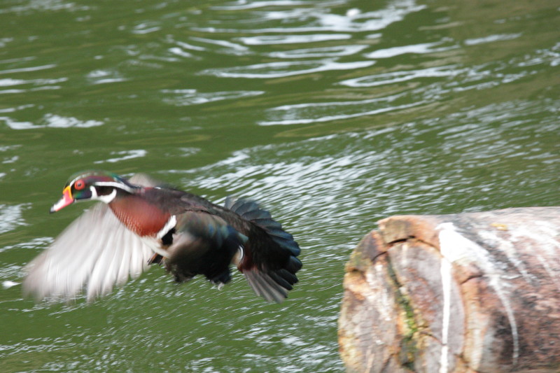 20100113_b5933ea5c7db4f76a0b8MyQqFtBNsTxY.jpg