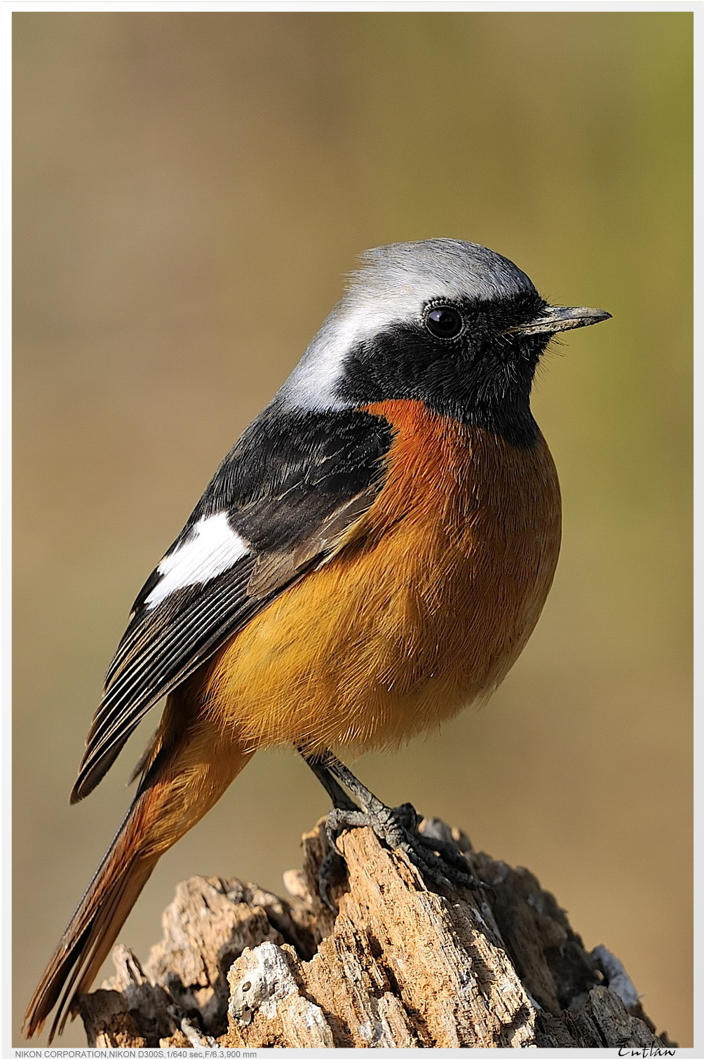 20100118-DaurianRedstart-cntlaw-04.jpg