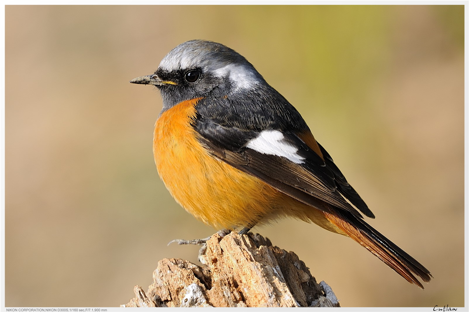 20100118-DaurianRedstart-cntlaw-06.jpg