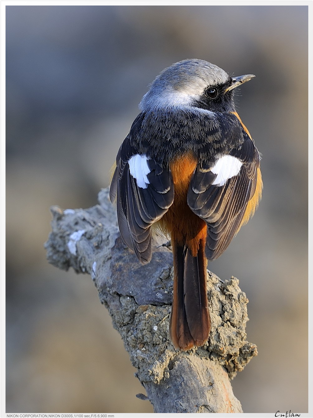 20100118-DaurianRedstart-cntlaw-07.jpg