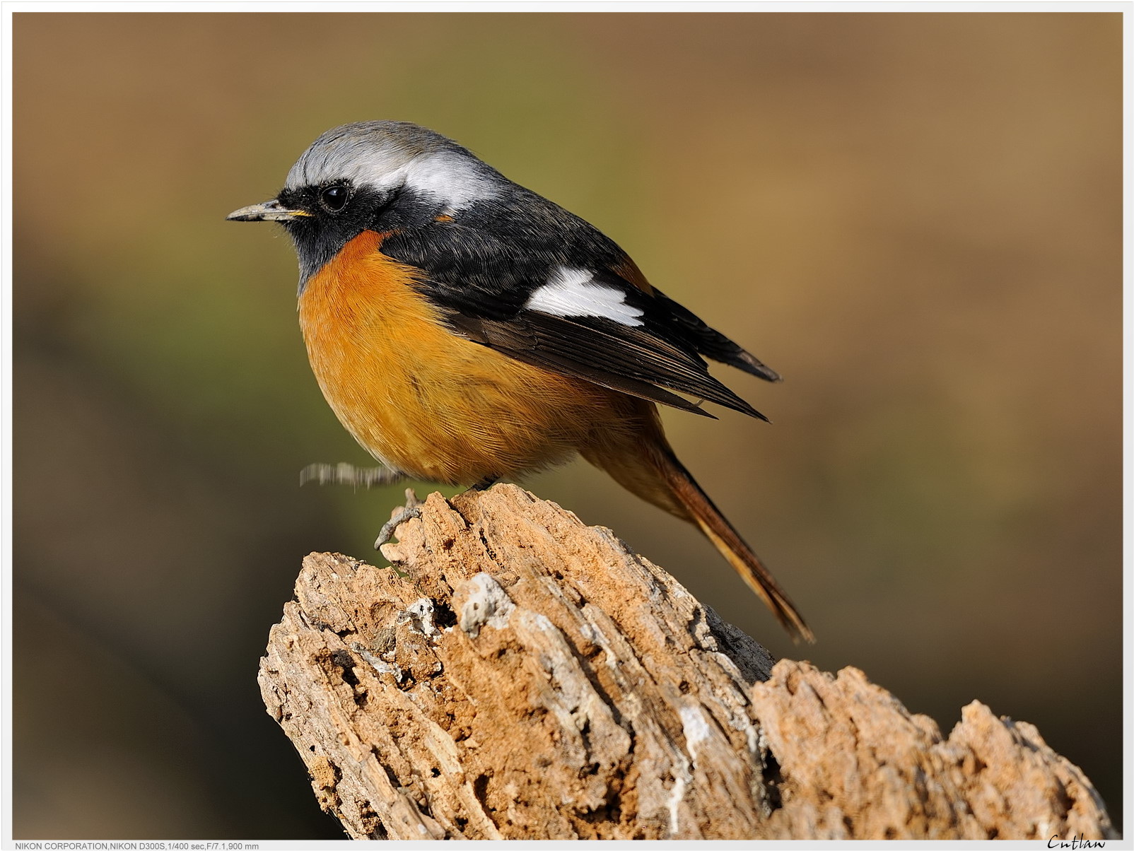 20100118-DaurianRedstart-cntlaw-09.jpg