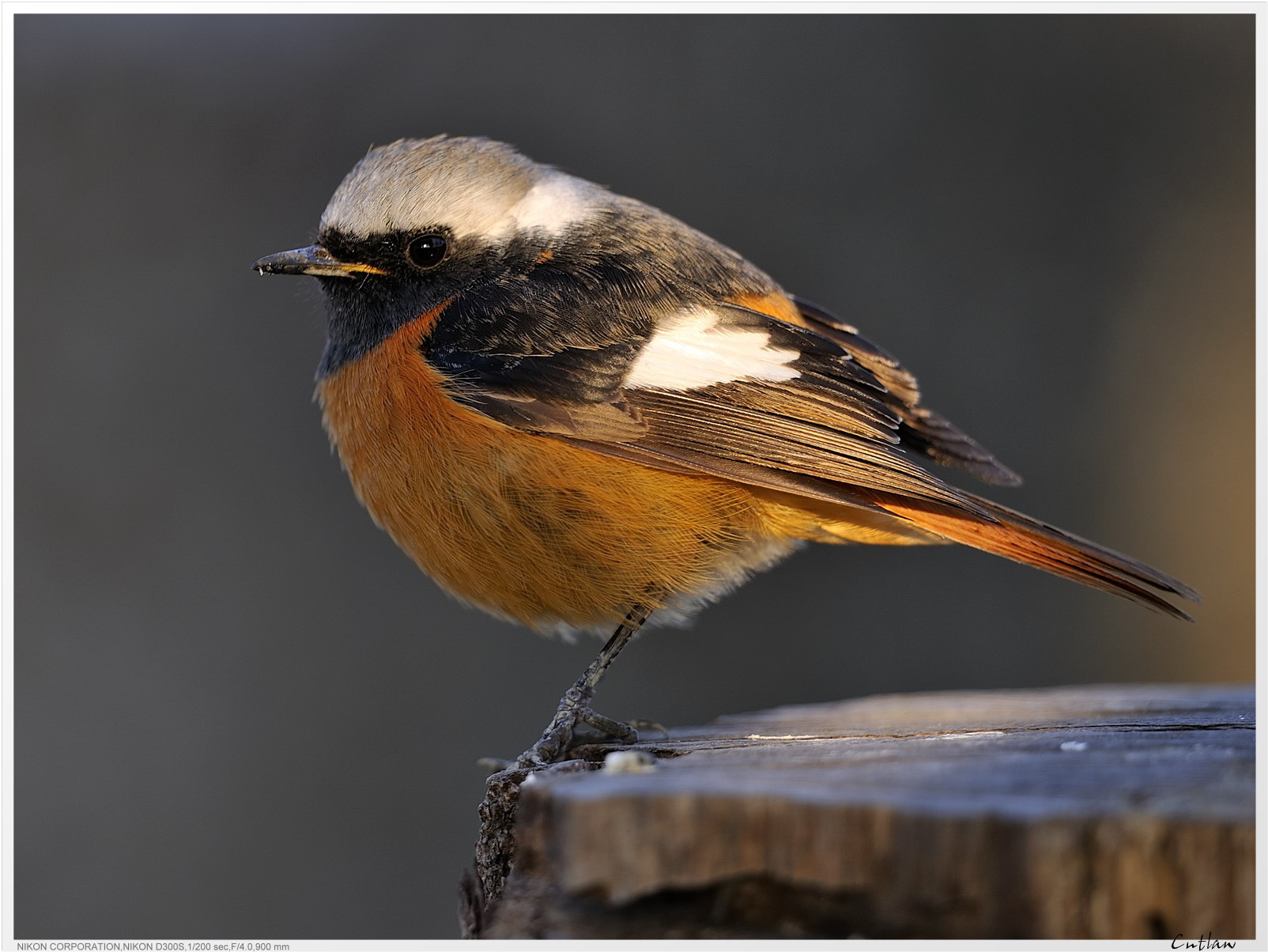 20100118-DaurianRedstart-cntlaw-10.jpg