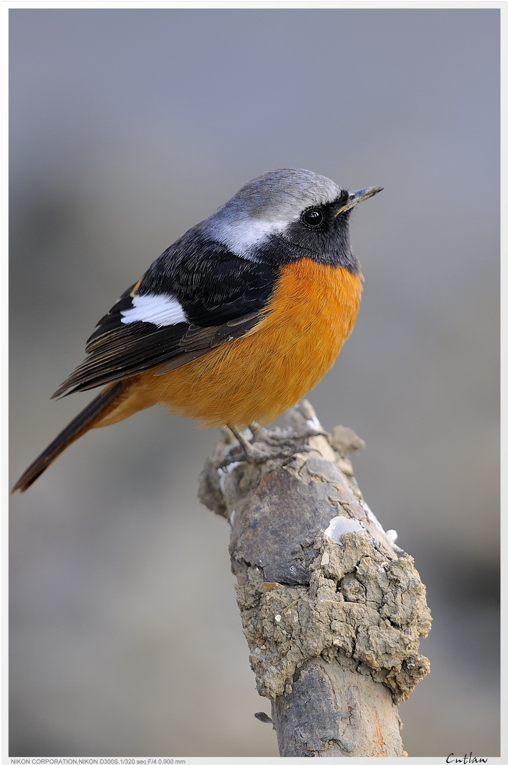 20100118-DaurianRedstart-cntlaw-11.jpg