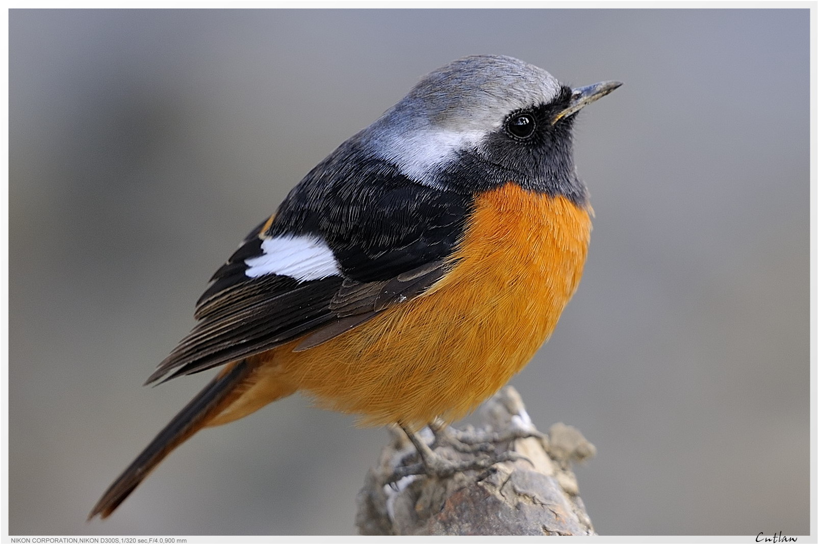 20100118-DaurianRedstart-cntlaw-13.jpg