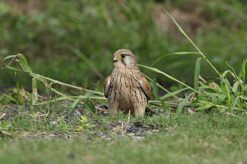 20100129_7f0bdfa49914b1e1c3bdcocQf2kqT3sx.jpg