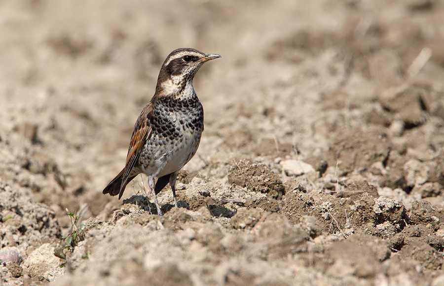 20100131_58c0332162070f6aef97lqBaXh2zGIHf.jpg