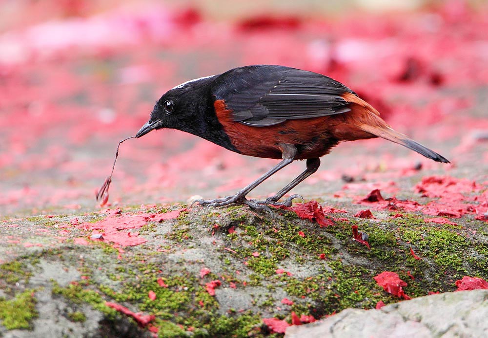 20100220_e9d60dd3670c836bdfa6PiRuCOwwJuMa.jpg
