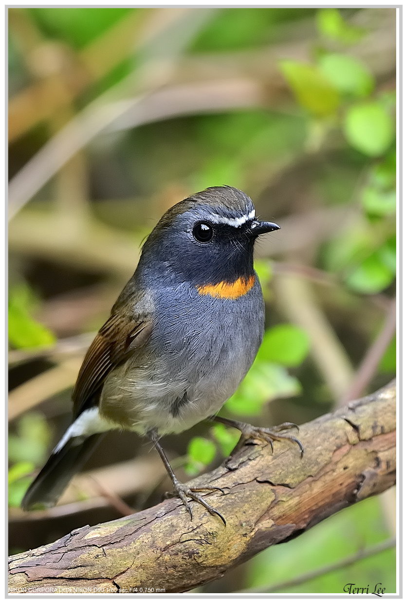 20100306-Rufous-gorgetedFlycatcher-tleetw-02.jpg