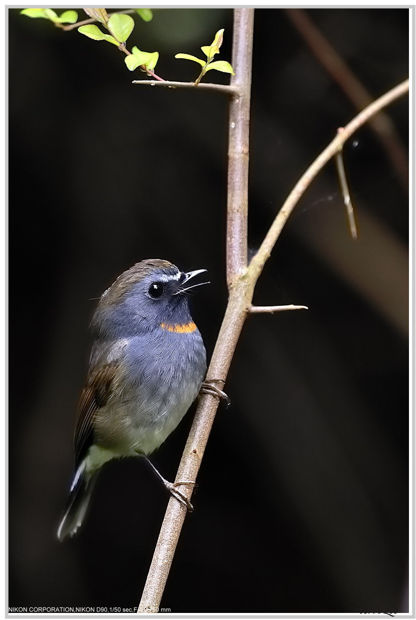 20100306-Rufous-gorgetedFlycatcher-tleetw-03.jpg