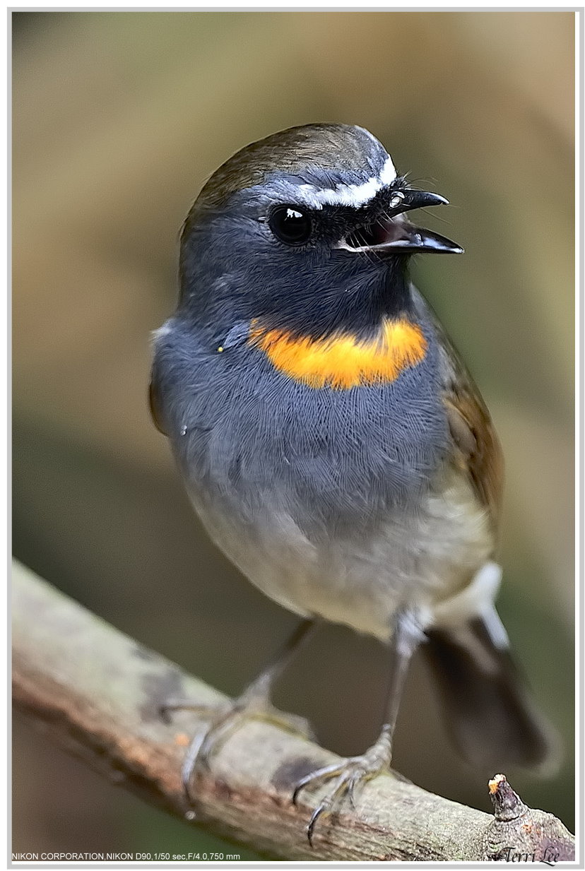 20100306-Rufous-gorgetedFlycatcher-tleetw-04.jpg