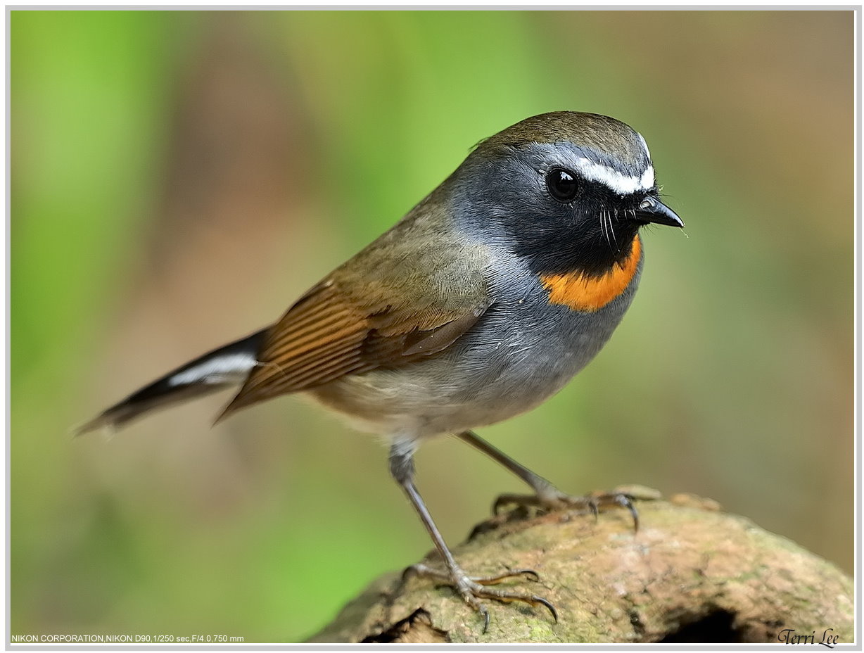 20100306-Rufous-gorgetedFlycatcher-tleetw-08.jpg
