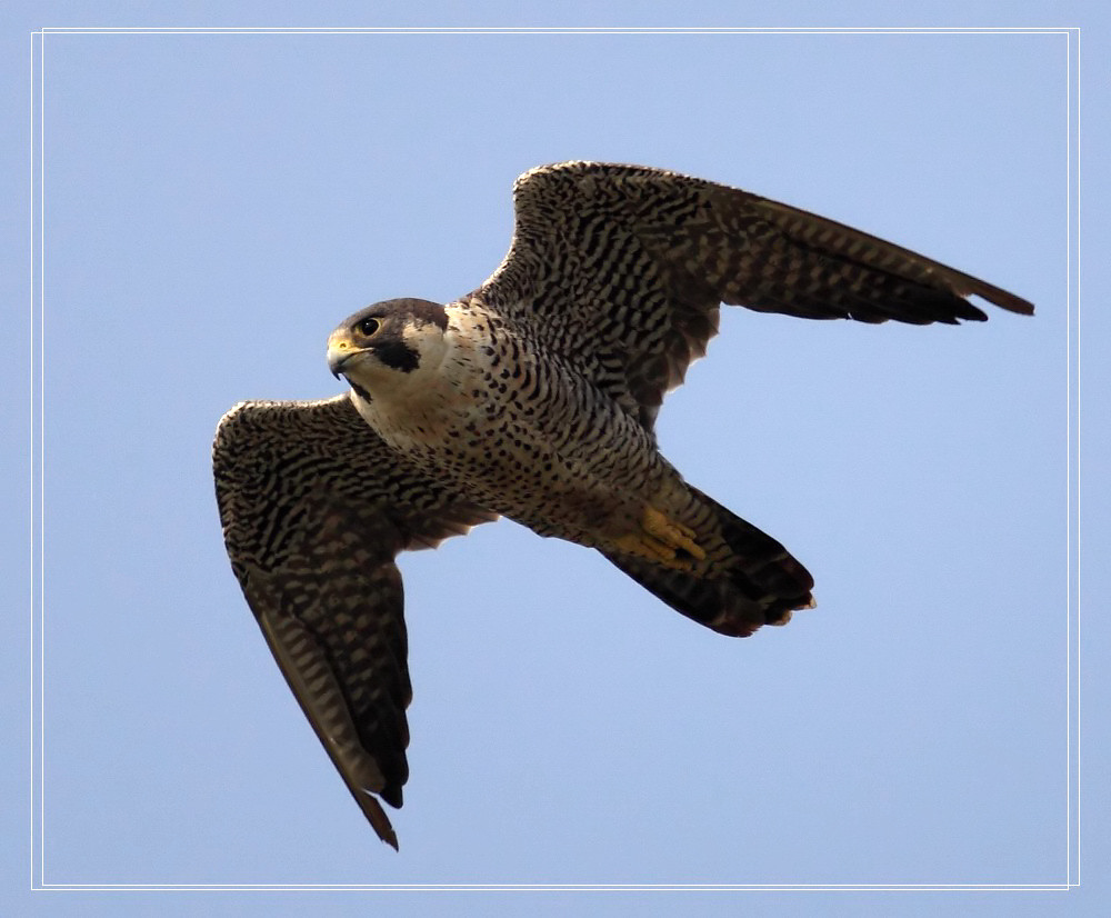 20110116_a7e982ee8943e8dc3370GTG7YHrcKGsp.jpg