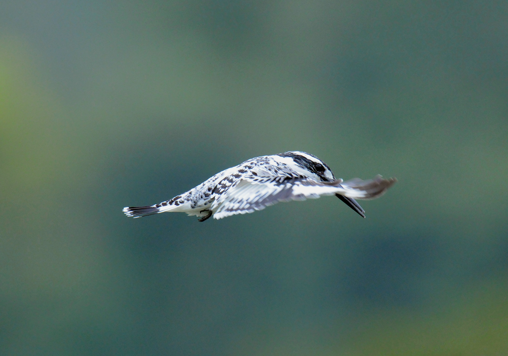 DSC_7494a.jpg