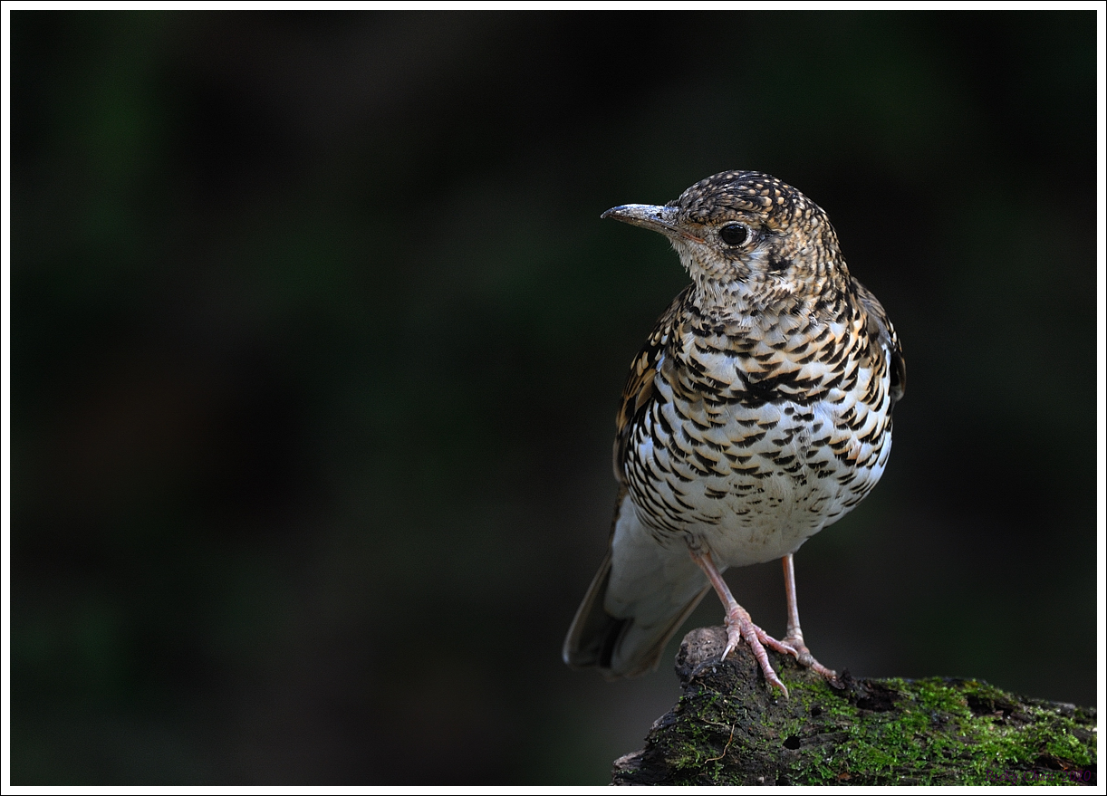 DSC_9869_84656a.jpg