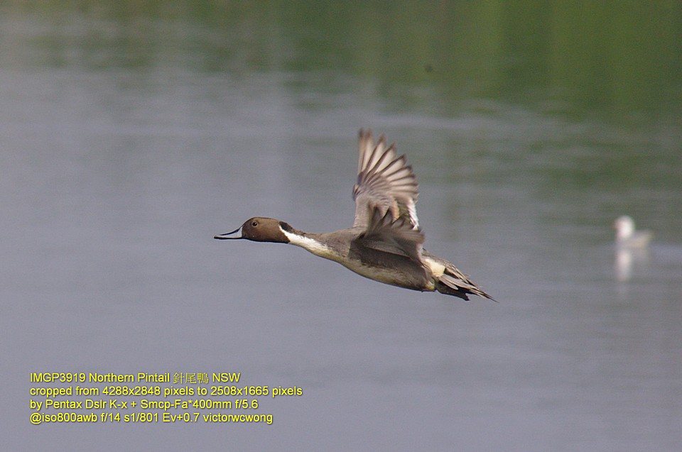 IMGP3919crtNorthernPintailPK-xSmcpF.jpg