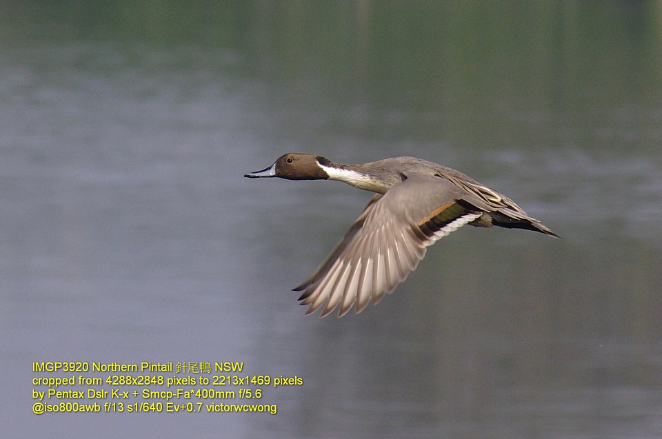 IMGP3920crtNorthernPintailPK-xSmcpF.jpg