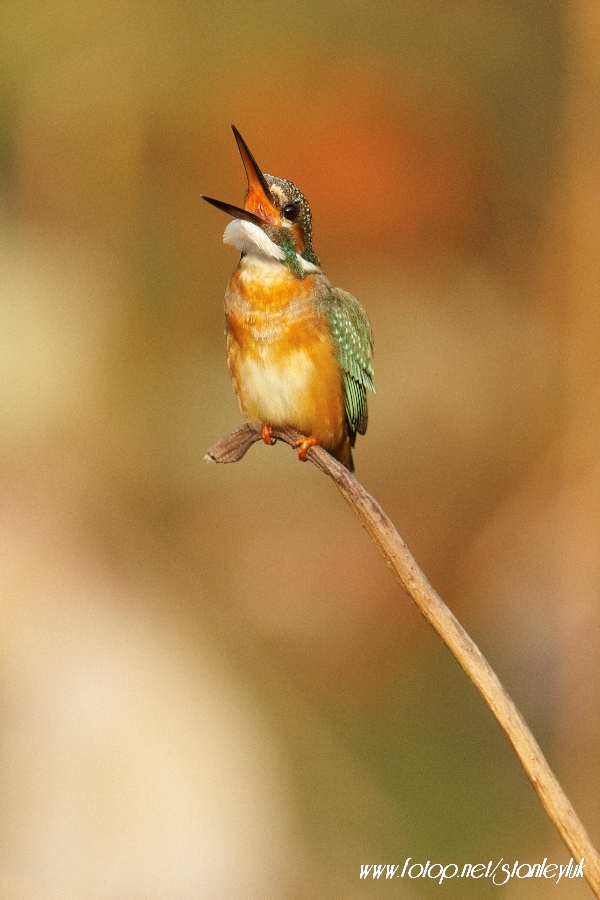 LUK_6271.jpg
