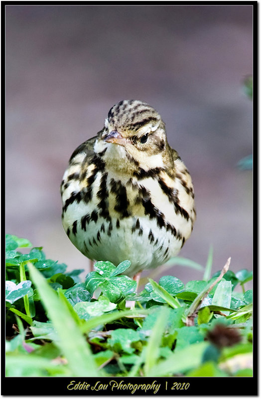 OBP_2.jpg